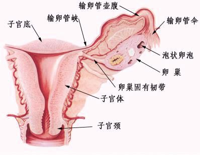 多囊好姊妹 – 女性最常見的新陳代謝疾病