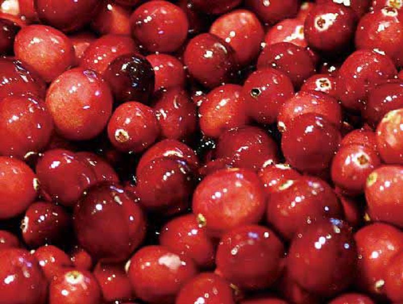 食尚藝術 水果中的紅寶石 – 蔓越莓